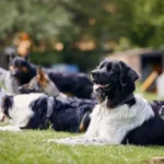 Group Training Classes for Dogs