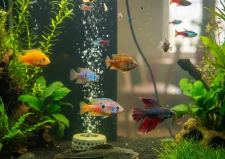 freshwater fish food