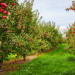 apple orchards near chattanooga tn