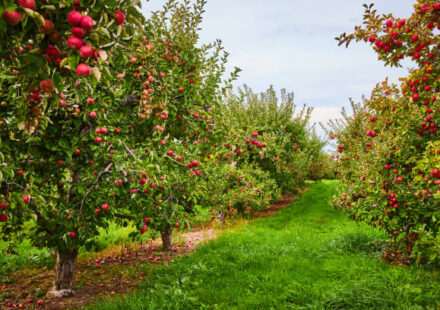 apple orchards near chattanooga tn