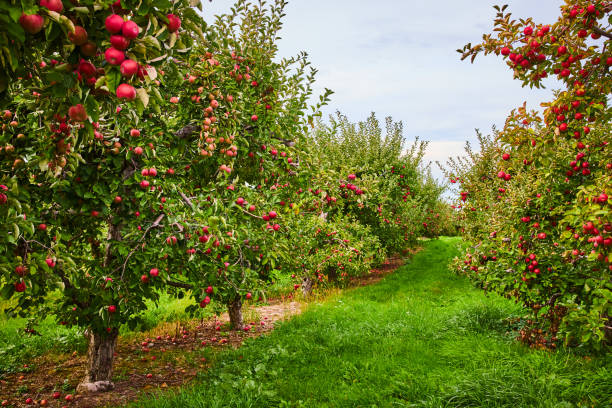 apple orchards near chattanooga tn