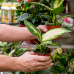 Buy Plants Online Bangalore