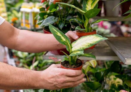 Buy Plants Online Bangalore