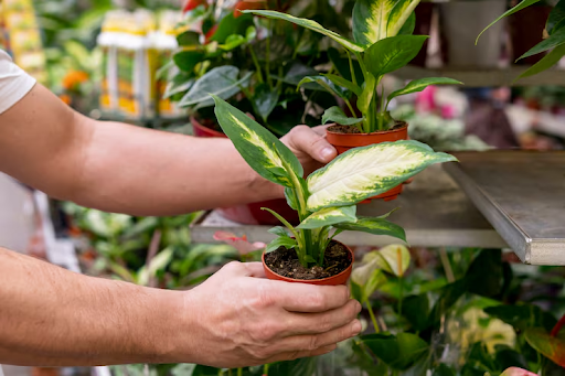 Buy Plants Online Bangalore