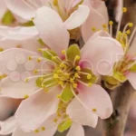 blooming one floral