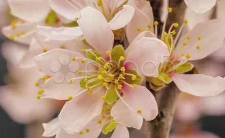 blooming one floral