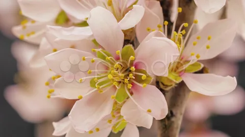 blooming one floral