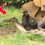 stump tree removal
