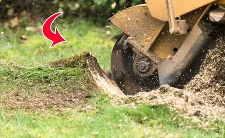 stump tree removal