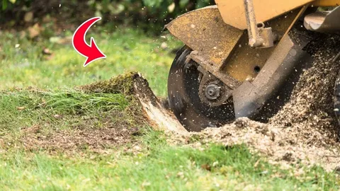 stump tree removal