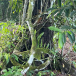 Ayahuasca/Yagé Church: Sacred Traditions and Healing