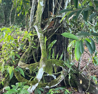 Ayahuasca/Yagé Church: Sacred Traditions and Healing