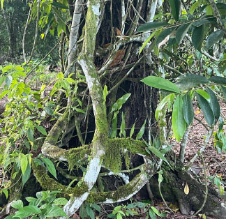 Ayahuasca/Yagé Church: Sacred Traditions and Healing