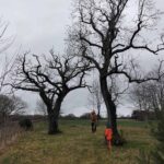 Removing Dead Branches