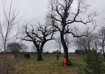 Removing Dead Branches