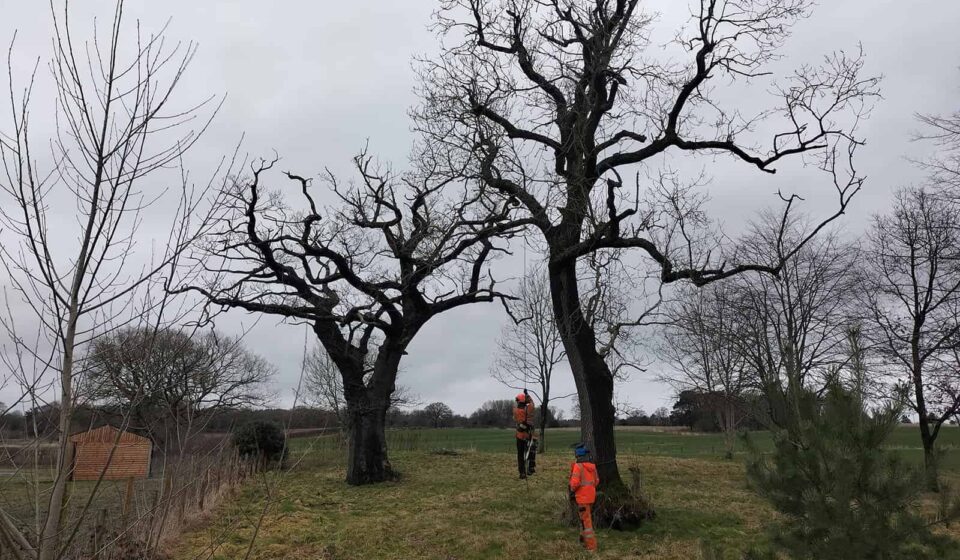 Removing Dead Branches