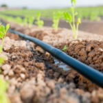 drip irrigation