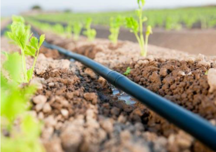 drip irrigation