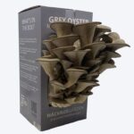 Mushroom Packaging Boxes