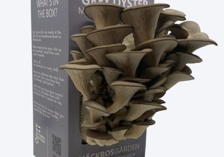 Mushroom Packaging Boxes
