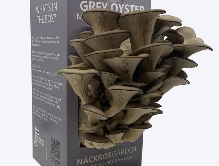 Mushroom Packaging Boxes