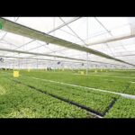 China Tissue Culture