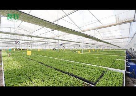 China Tissue Culture