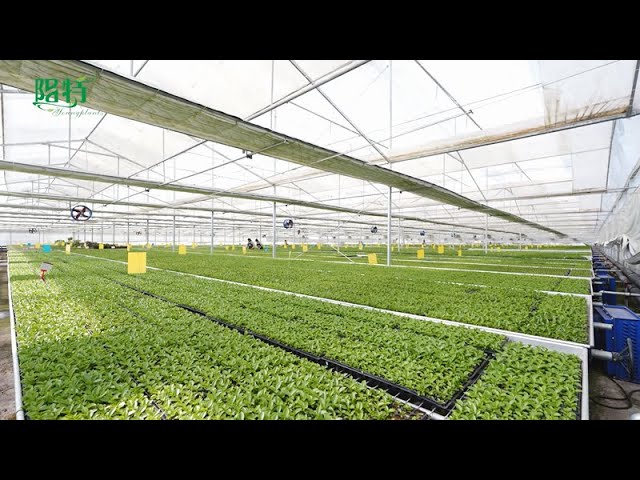 China Tissue Culture