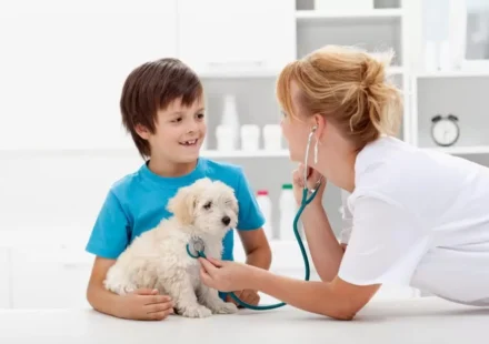 Pet