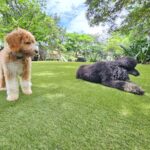Artificial Grass Price Pakistan