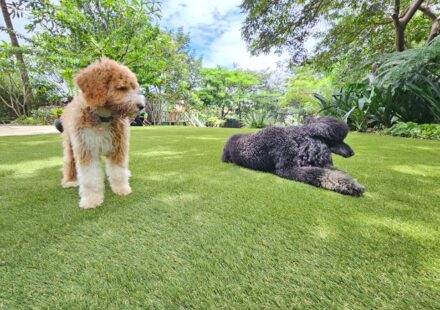 Artificial Grass Price Pakistan