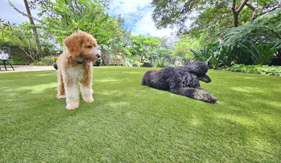 Artificial Grass Price Pakistan